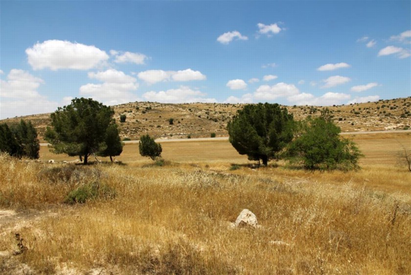 גם כיום, כמו בימי המקרא, מגדלים חיטה ליד חוות מרשם. צילום: יעקב שקולניק