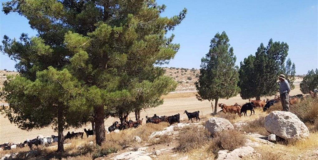 מסלול חורבת מרשם ביער מורן