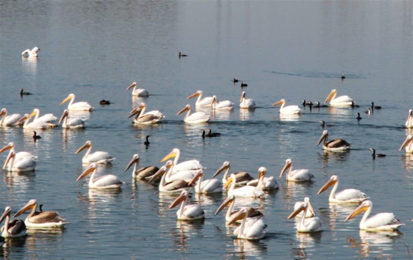 שקנאים. צילום: יעקב שקולניק