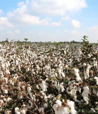 שדה כותנה. צילום: יעקב שקולניק