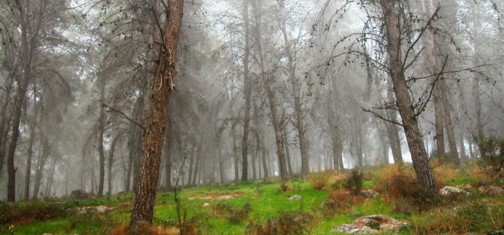 יער המלאכים בערפל. צילום: יעקב שקולניק