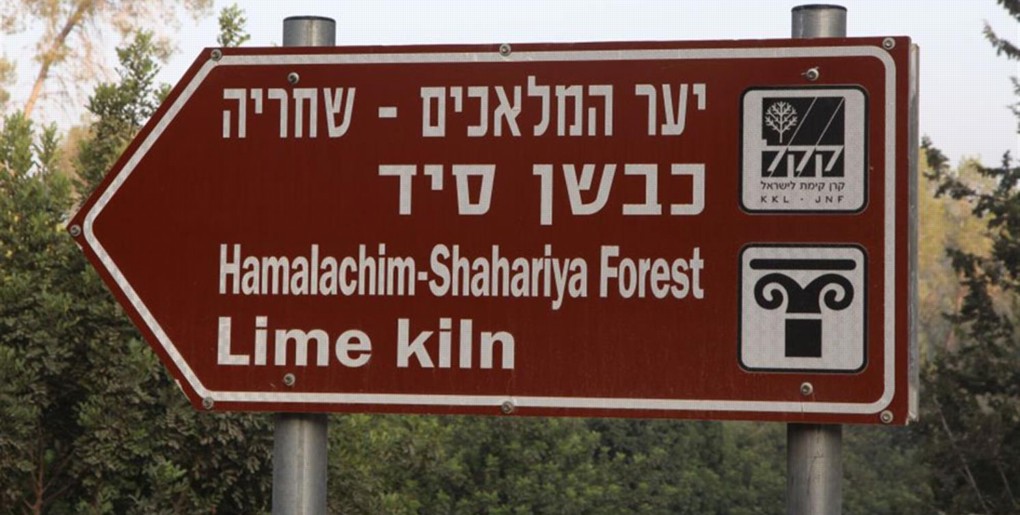 מסלול יער המלאכים-שחריה. צילום: יעקב שקולניק