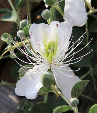 צלף סיצילי. צילום: יעקב שקולניק