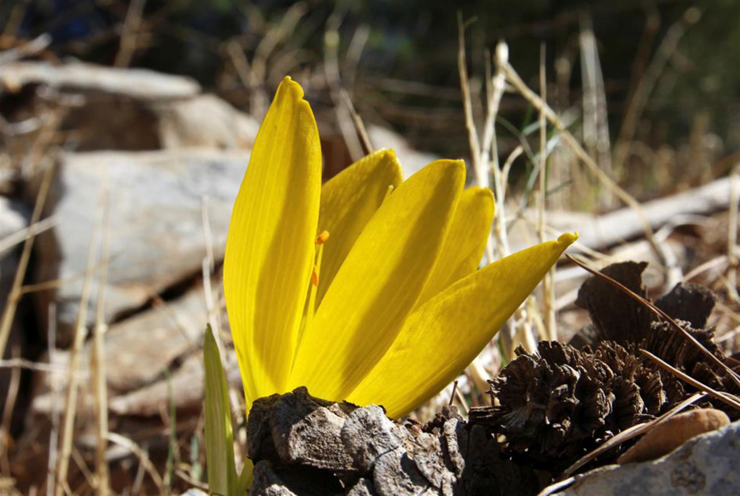 חלמונית גדולה. צילום: יעקב שקולניק