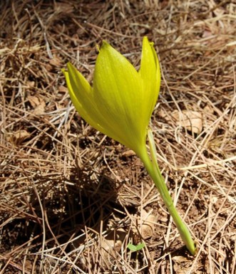 חלמונית גדולה מציצה מבין מחטי האורן. צילום: יעקב שקולניק