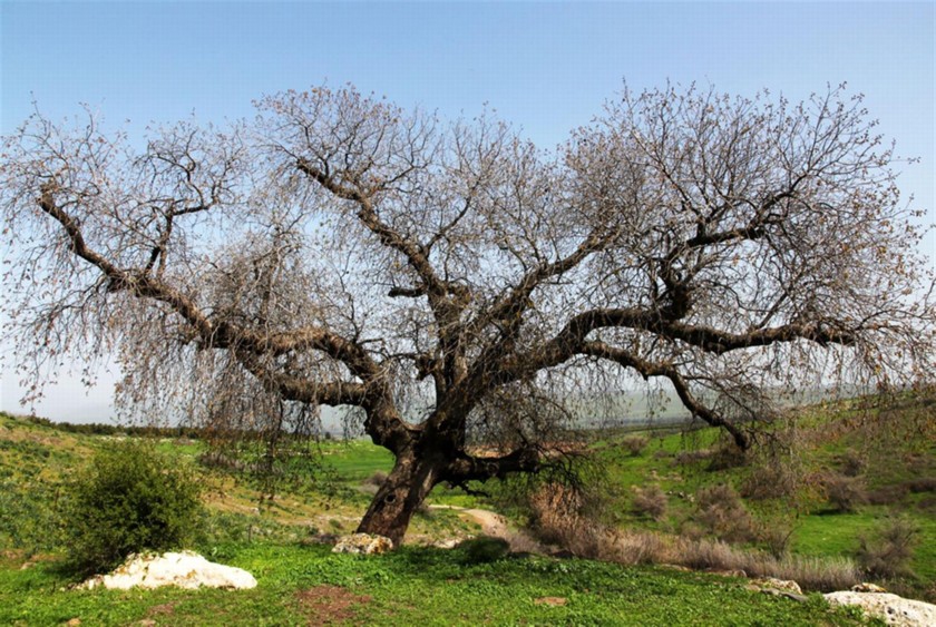 האלה של זלמן במלא הדרה. צילום: יעקב שקולניק