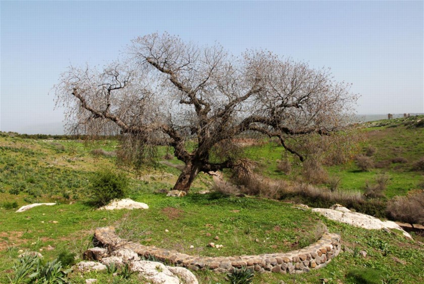 האלה האטלנטית. צילום: יעקב שקולניק