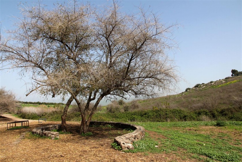 פינת ישיבה בצל עץ שיזף. צילום: יעקב שקולניק