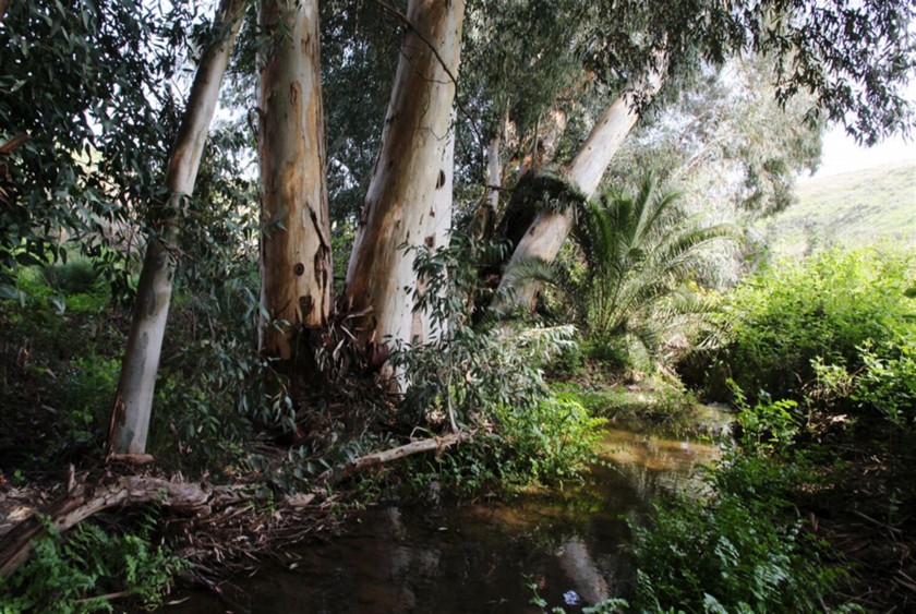עין ירדה. צילום: יעקב שקולניק