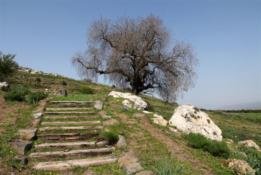 גרם המדרגות שבנתה קקל מוביל לאלה. צילום: יעקב שקולניק