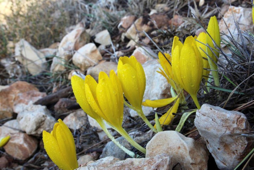 קבוצת חלמוניות. צילום: יעקב שקולניק