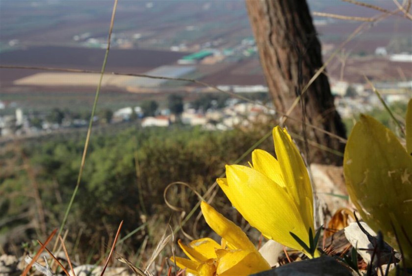 חלמוניות פורחות. צילום: יעקב שקולניק