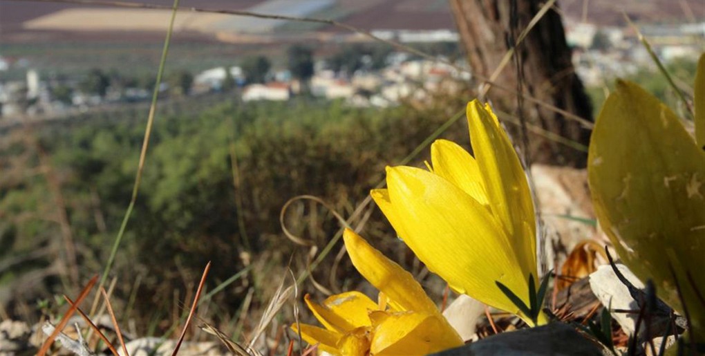 מסלול שביל החלמוניות בהר תבור
