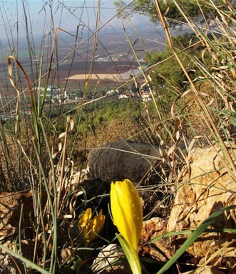 חלמונית גדולה מול עמק יזרעאל. צילום: יעקב שקולניק