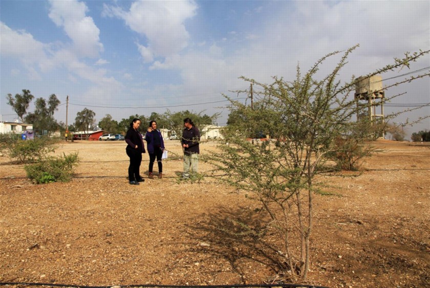 עצי שיטה בבית ספר שדה חצבה. צילום: יעקב שקולניק