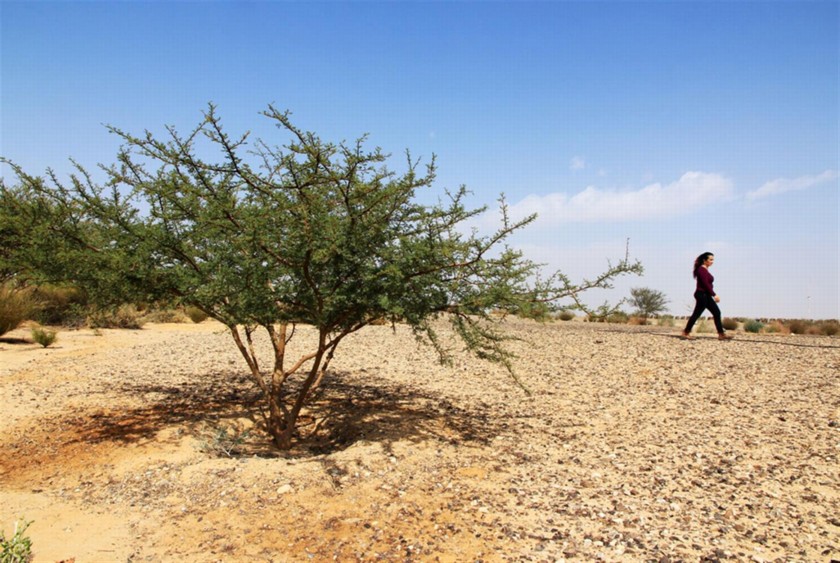 ואדי רז', ליד נחל גדרון. העץ שנטעו זואי ספיגל ודארן סמורגון מסידני והחלו בפרויקט אמץ שיטה. צילום: יעקב שקולניק