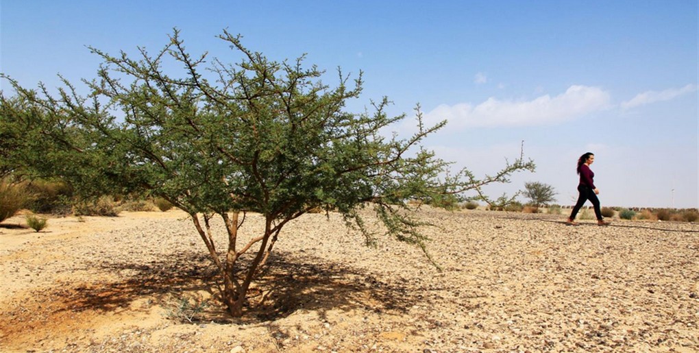 ואדי רז', ליד נחל גדרון. העץ שנטעו זואי ספיגל ודארן סמורגון מסידני והחלו בפרויקט אמץ שיטה. צילום: יעקב שקולניק