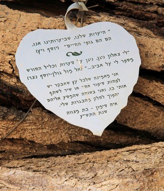 אוהבים עצי שיטה. שיר אהבה לשיטה שבצד דרך השלום. צילום: יעקב שקולניק