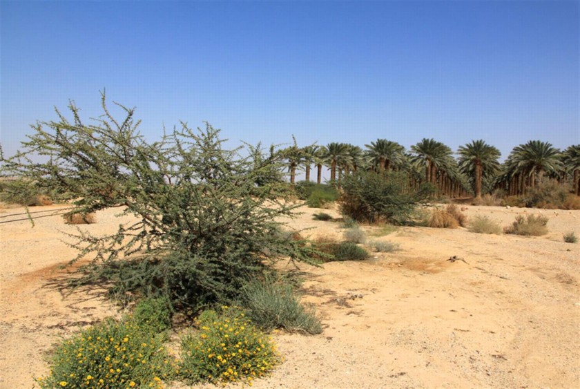 שיטים נטועות ליד חניון הזיל. צילום: יעקב שקולניק