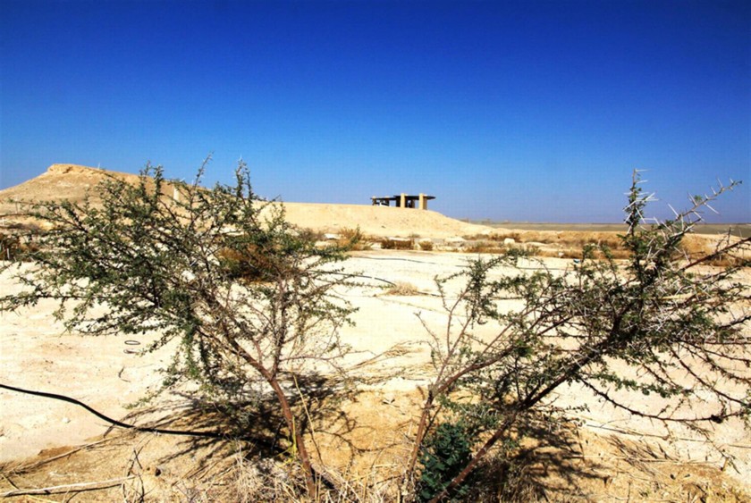 עצי שיטה נטועים ליד מצפור צופר. צילום: יעקב שקולניק