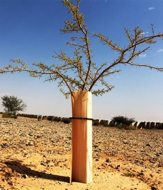 ואדי רז - מרחב גדרון - עץ בן שנתיים. צילום: יעקב שקולניק
