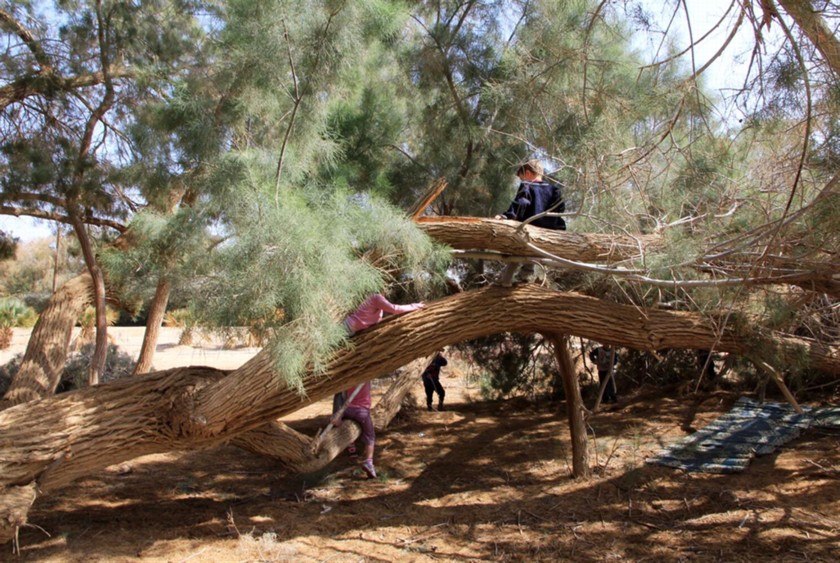 חורשת הילדים בחצבה. צילום: יעקב שקולניק