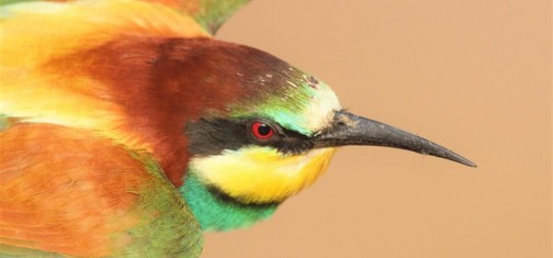 שרקרק מצוי. צילום: נועם וייס