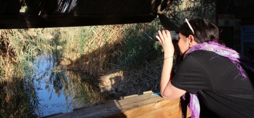 מסתור האגם - מסתור הסבך של אגם אניטה - עידית. צילום: יעקב שקולניק