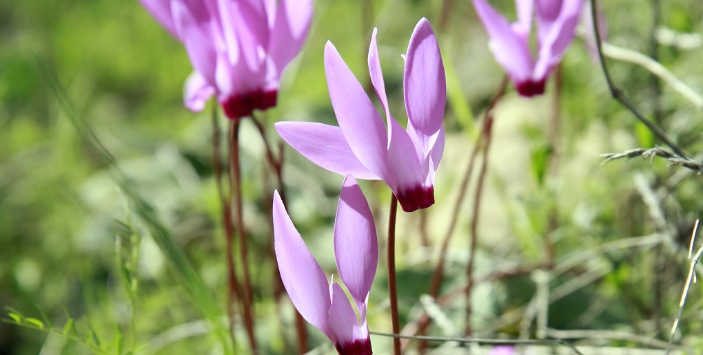 צילום: ארכיון הצילומים של קקל