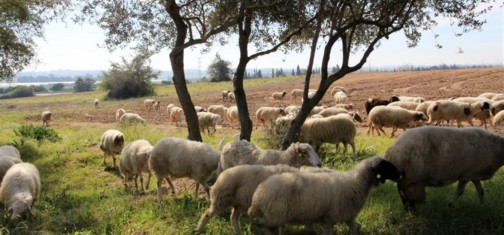עדר כבשים רועה ביער יד מרדכי. צילום: יעקב שקולניק