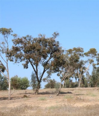 עצי אקליפטוס ביער יד מרכדי. צילום: יעקב שקולניק