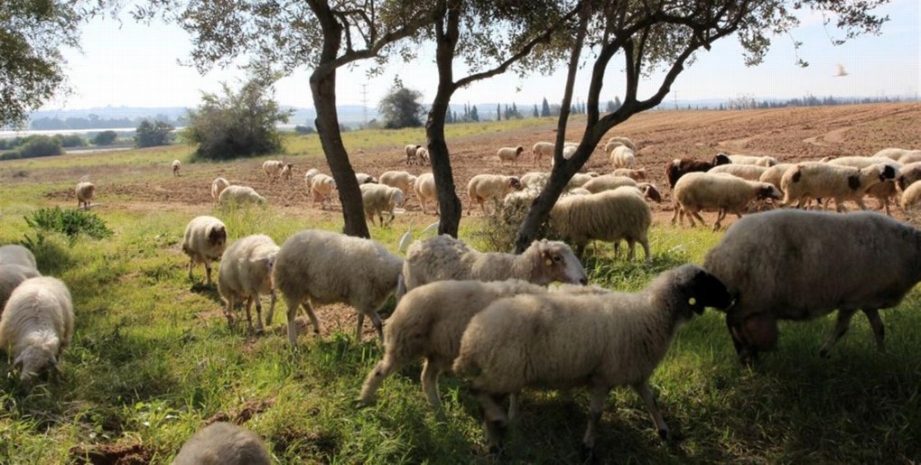 מסלול דרך השיזף ביער יד מרדכי. צילום: יעקב שקולניק