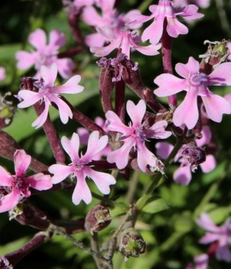 ציפורנית מצרית נפוצה מאוד ליד החניון. צילום: יעקב שקולניק