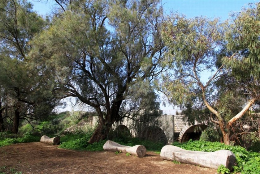 ספסלי אקליפטוס בגשר דיר סנייד. צילם: יעקב שקולניק