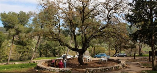 האלון הגדול. נקודת המוצא למסלול שביל הטרשונים. צילם: יעקב שקולניק