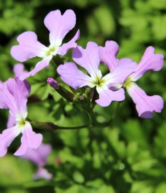 כרמלית נאה. צילם: יעקב שקולניק