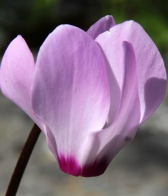 רקפת מצויה בשביל הטרשים. צילם: יעקב שקולניק