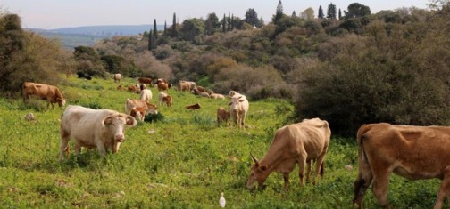 פרות רועות ליד קיבוץ בית קשת. צילם: יעקב שקולניק