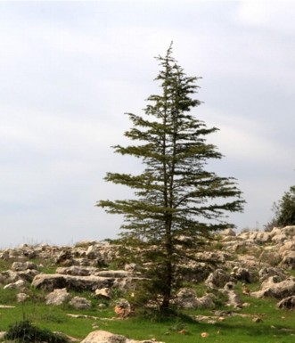 עץ ארז. צילום: יעקב שקולניק