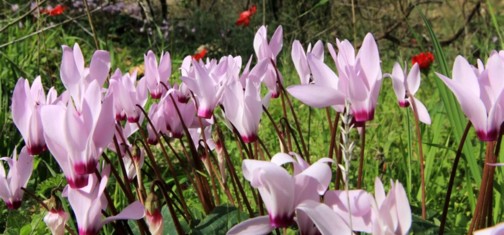 אחרי השריפה פורחות הרקפות. צילום: יעקב שקולניק