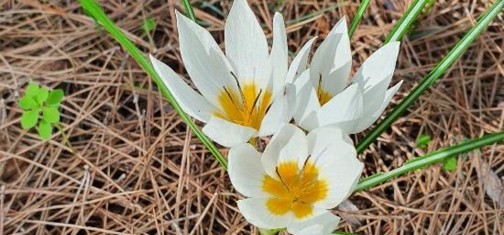 כרכום חורפי באמצע דצמבר על שביל המערות בעליה למצפור. צילום: דרור טנא