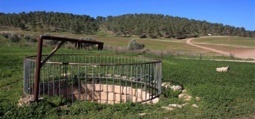 באר צבי שמיר על רקע יער דבירה. צילם: יעקב שקולניק