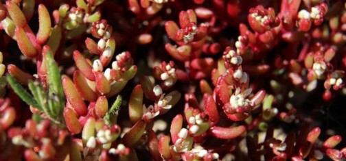 זערורית קטנת פרי. נפוצה במשטחי סלע. צילם: יעקב שקולניק