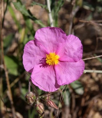 שמשון הדור בפריחה. צילום: יעקב שקולניק