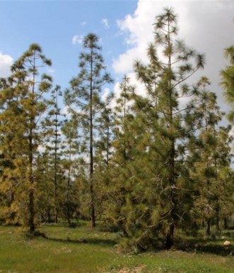 עצי אורןן קנרי ביער מיתר. צילום: יעקב שקולניק