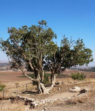 עץ שקמה. צילם: יעקב שקולניק