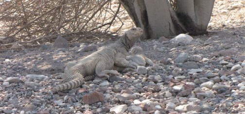 חרדוני צב. צילם: דני מולכו