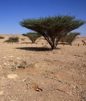 פתח מחילת חרדונים בקדמת הצילום. צילום: יעקב שקולניק