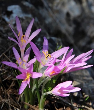סתוונית היורה. צילום: יעקב שקולניק