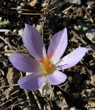 כרכום נאה. מצמחי יער ביריה. צילם: יעקב שקולניק